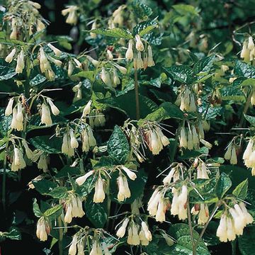 Symphytum grandiflorum