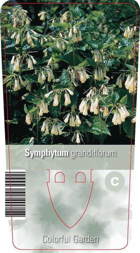 Symphytum grandiflorum