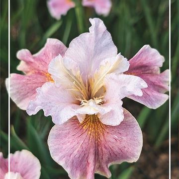 Iris sibirica 'Fancy Me This'