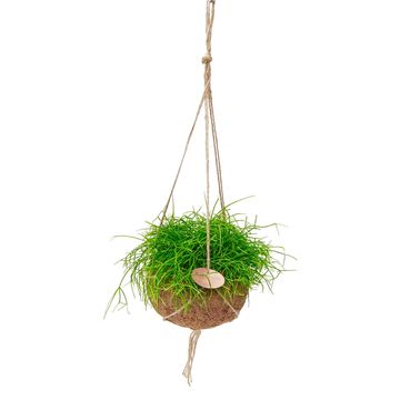 Hanging plants MIX