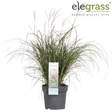 Miscanthus sinensis 'Adagio'