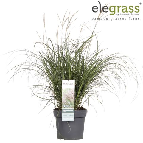Miscanthus sinensis 'Adagio'