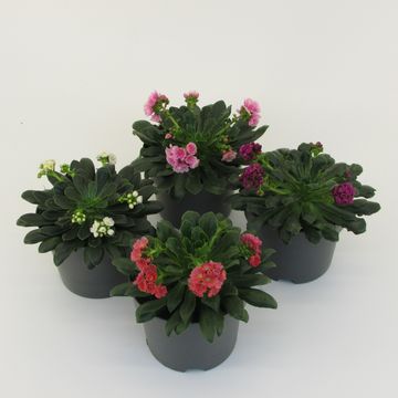 Lewisia cotyledon MOUNTAIN DREAMS MIX