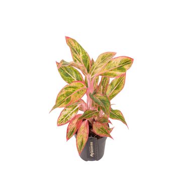 Aglaonema 'Jungle Nectarine'