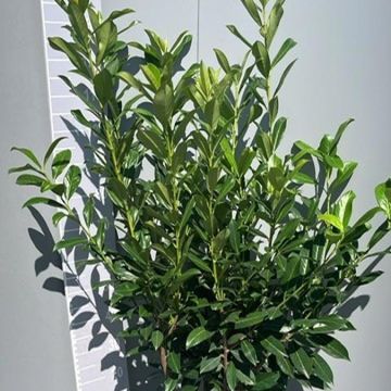 Prunus laurocerasus 'Caucasica'