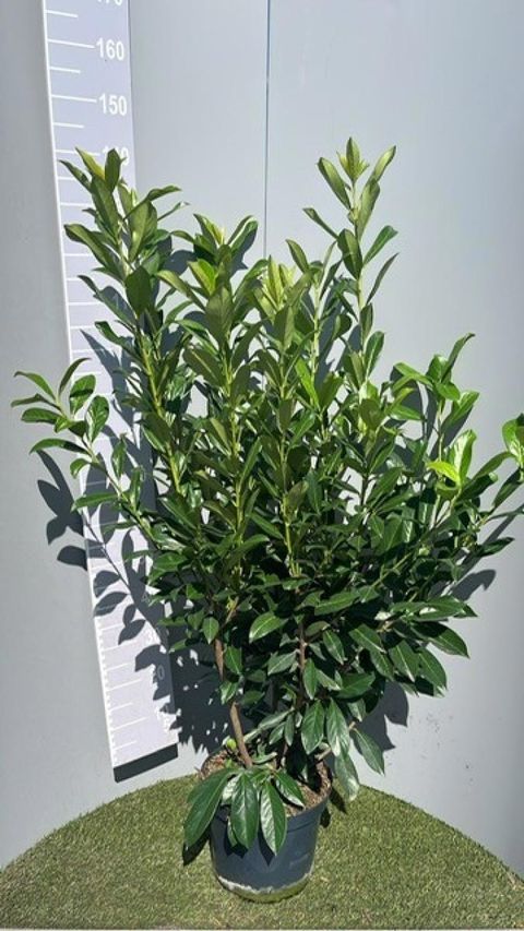 Prunus laurocerasus 'Caucasica'