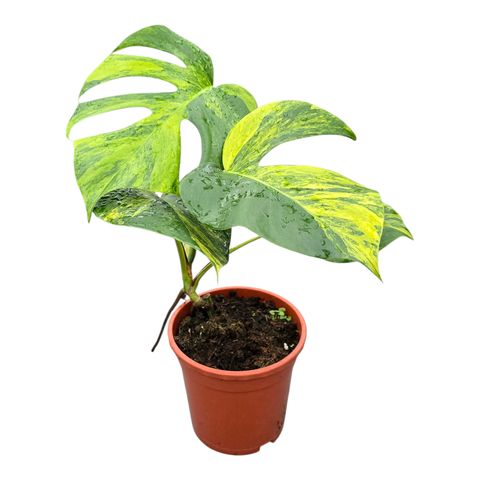 Monstera deliciosa 'Variegata Aurea'