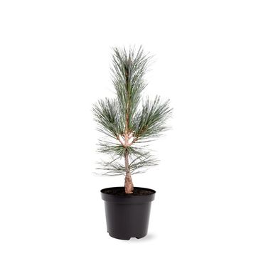 Pinus flexilis 'Vanderwolf's Pyramid'