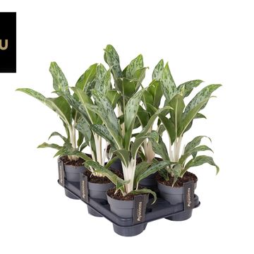 Aglaonema 'Grey Seal'