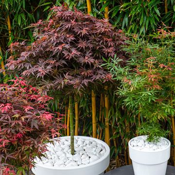 Acer palmatum 'Shaina'