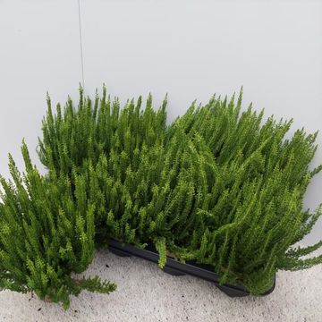 Calluna vulgaris GARDEN GIRLS ZENZIA