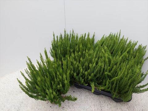 Calluna vulgaris GARDEN GIRLS ZENZIA