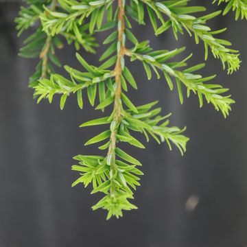 Tsuga canadensis 'Cole's Prostrate'