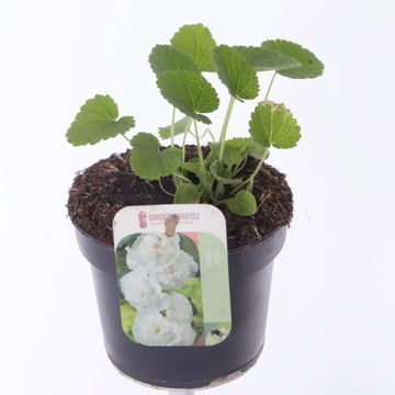 Alcea rosea 'Chater's Double White'