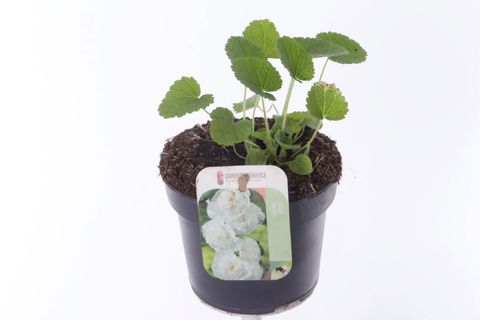 Alcea rosea 'Chater's Double White'