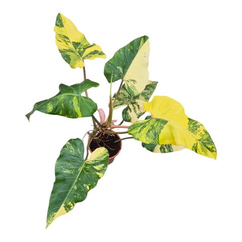 Philodendron x domesticum 'Variegata'
