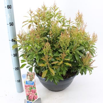 Pieris japonica 'Passion'