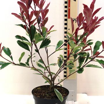 Photinia x fraseri PINK MARBLE