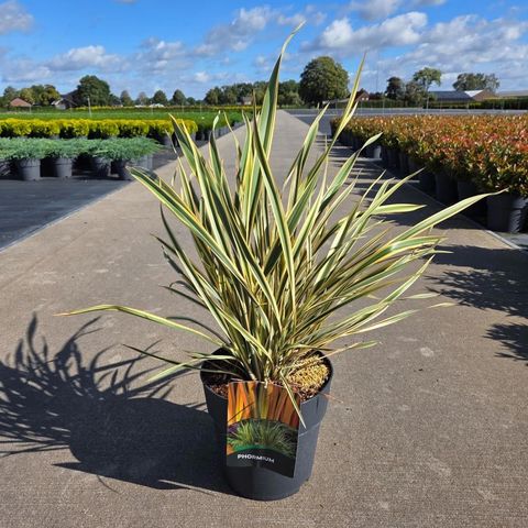 Phormium 'Golden Ray'