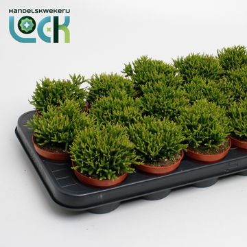 Hatiora salicornioides