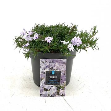 Phlox 'Emerald Cushion Blue'