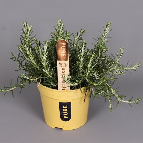 Rosmarinus officinalis 'Prostratus' — Plant Wholesale FlorAccess