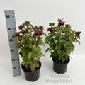 Monarda didyma 'Melua Violet'