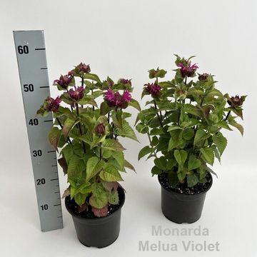Monarda didyma 'Melua Violet'