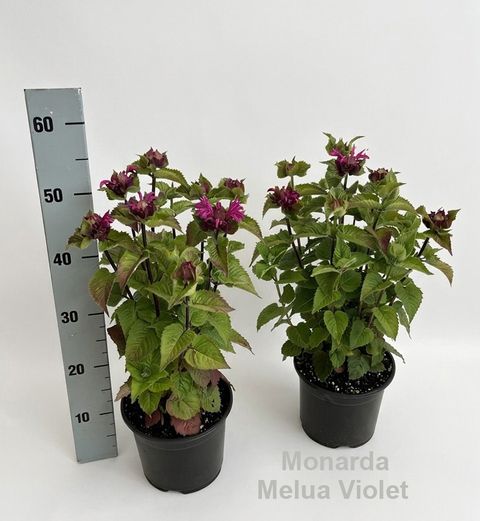 Monarda didyma 'Melua Violet'