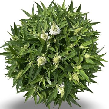 Buddleja davidii BUTTERFLY CANDY LITTLE WHITE