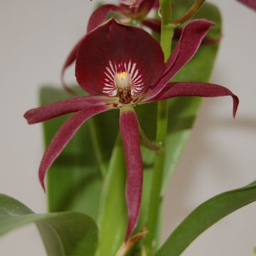 x Epicattleya Black Comet