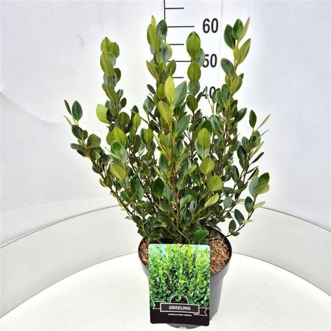 Griselinia littoralis GREEN HORIZON