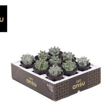 Astrophytum myriostigma 'Onzuka'