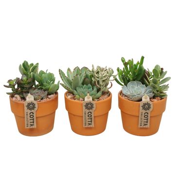 Composizione Succulents