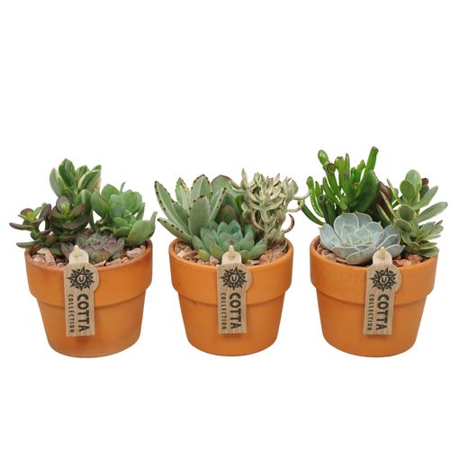 Arranjo Succulents