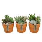 Composizione Succulents