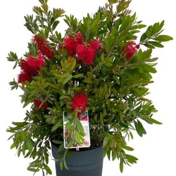 Callistemon laevis