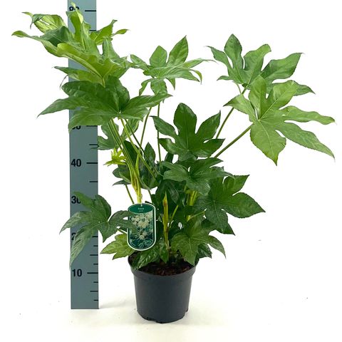 Fatsia japonica