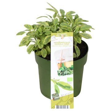 Salvia officinalis 'Mandala Gold'