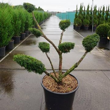Taxus x media 'Densiformis'