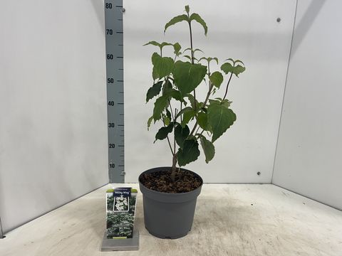Cornus kousa 'Milky Way'