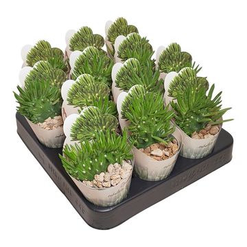 Opuntia subulata cristata