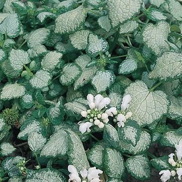 Lamium maculatum 'White Nancy'