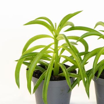 Peperomia HAPPY-BEAN