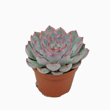 Echeveria 'Геркулес'