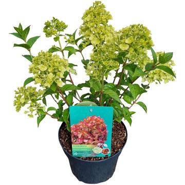 Hydrangea paniculata PETITE CHERRY