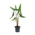 Alocasia zebrina 'Tigrina Superba'