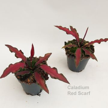 Caladium 'Red Scarf'
