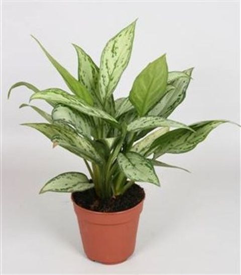 Aglaonema 'Silver Queen Compact'
