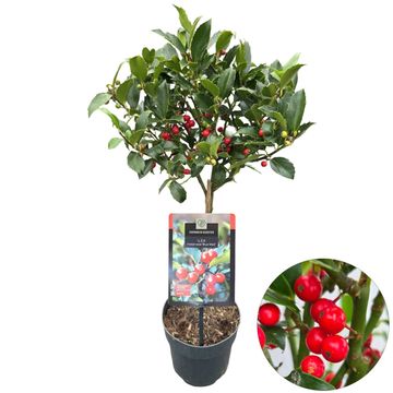 Ilex x meserveae 'Blue Maid'